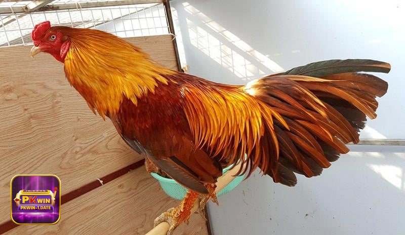 Đá Gà pkwin - Các loại hình đá gà phổ biến trên pkwin Đá Gà pkwin - Các loại hình đá gà phổ biến trên pkwin