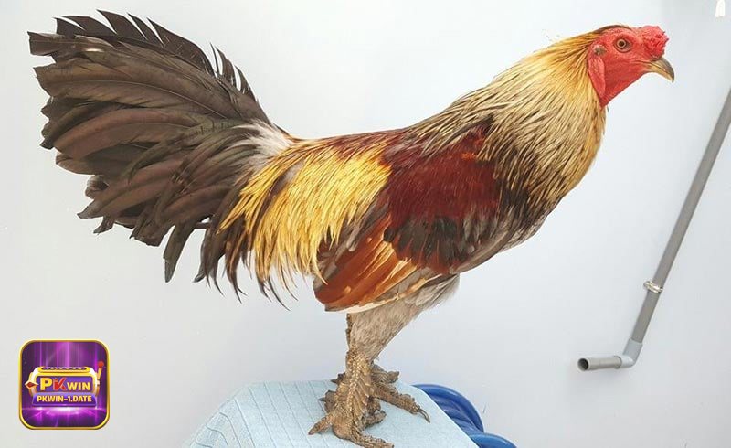 Đá Gà Cựa Sắt - Cách tính thắng thua và xử lý tình huống Đá Gà Cựa Sắt - Cách tính thắng thua và xử lý tình huống