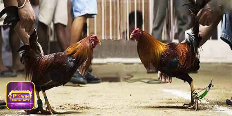 Đá Gà pkwin - Gợi ý chọn loại hình theo trải nghiệm mong muốn Đá Gà pkwin - Gợi ý chọn loại hình theo trải nghiệm mong muốn