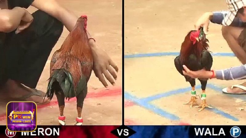 Đá Gà Online - Bảo mật tài khoản và hỗ trợ khách hàng Đá Gà Online - Bảo mật tài khoản và hỗ trợ khách hàng