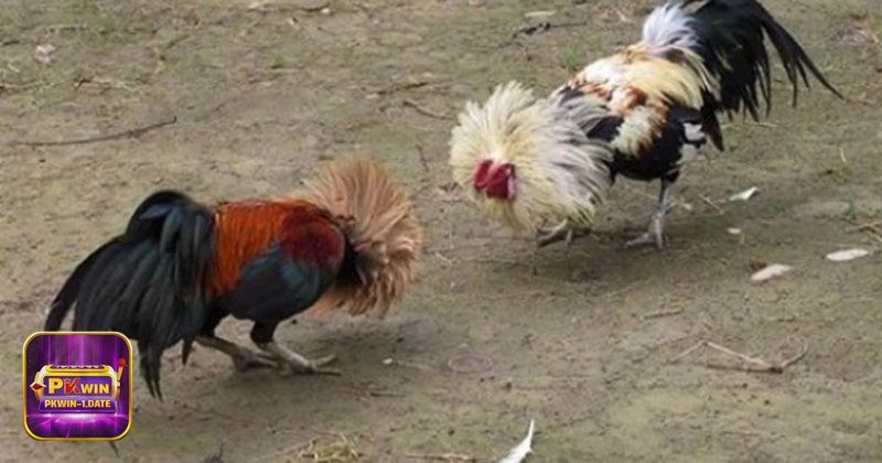 Đá Gà Online - Gà nòi truyền thống Đá Gà Online - Gà nòi truyền thống