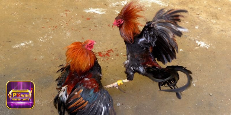 Đá Gà Online - Điểm khác biệt so với xem truyền thống Đá Gà Online - Điểm khác biệt so với xem truyền thống