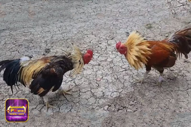 Đá Gà pkwin - Trực tiếp mượt và bảng kèo dễ làm quen Đá Gà pkwin - Trực tiếp mượt và bảng kèo dễ làm quen